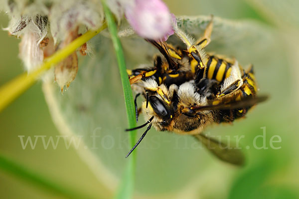 Große Wollbiene (Anthidium manicatum)