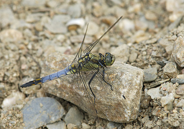 Großer Blaupfeil (Orthetrum cancellatum)