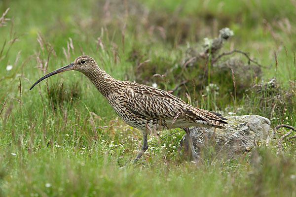 Großer Brachvogel (Numenius arquata)