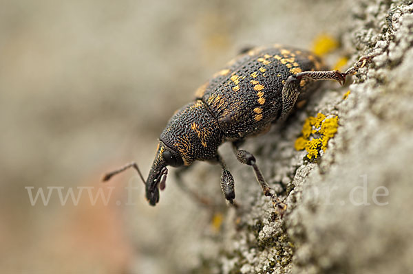 Großer Brauner Rüsselkäfer (Hylobius abietis)