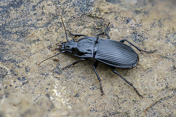 Großer Breitkäfer (Abax parallelepipedus)