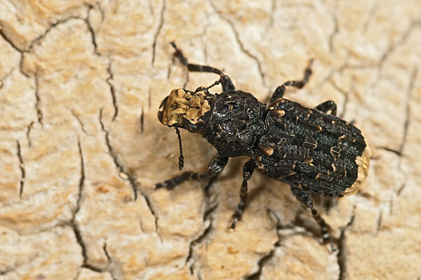 Großer Breitrüssler (Platyrhinus resinosus)