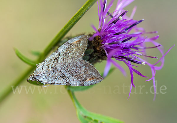 Großer Johanniskrautspanner (Aplocera plagiata)