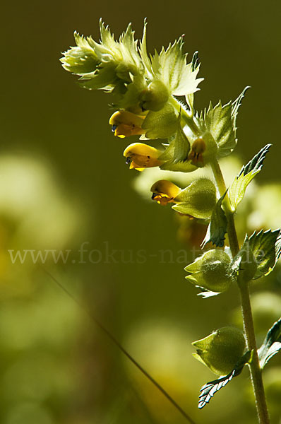 Großer Klappertopf (Rhinanthus angustifolius)