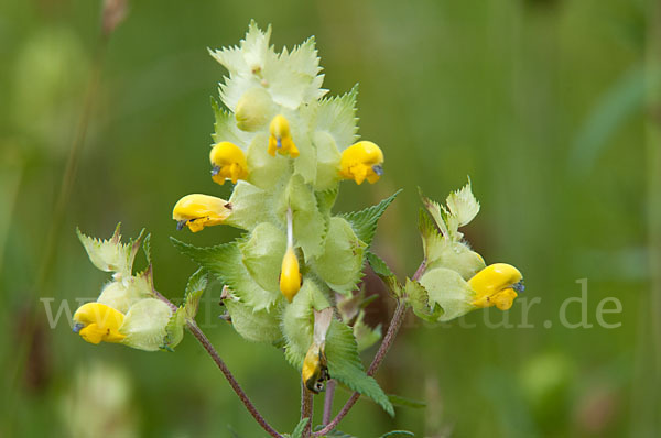 Großer Klappertopf (Rhinanthus angustifolius)