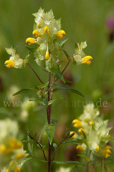 Großer Klappertopf (Rhinanthus angustifolius)