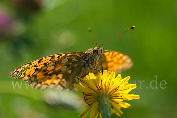 Großer Perlmutterfalter (Argynnis aglaja)