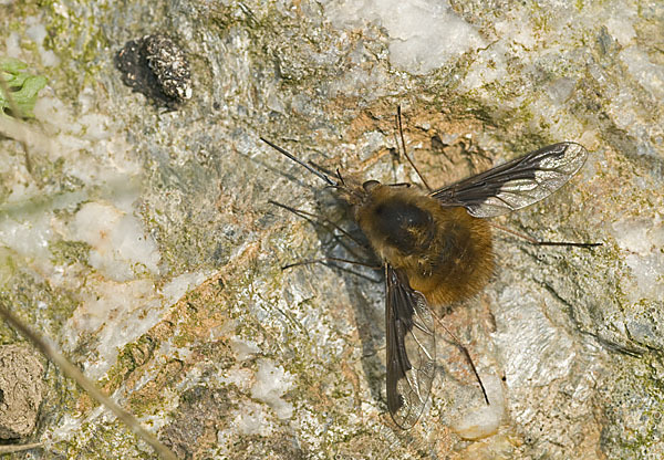 Großer Wollschweber (Bombylius major)