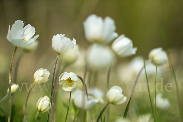 Großes Windröschen (Anemone sylvestris)