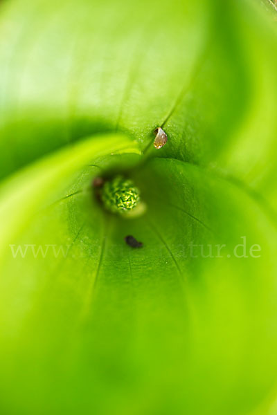 Großes Zweiblatt (Listera ovata)