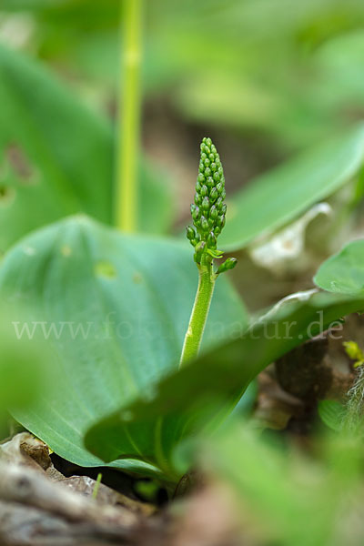 Großes Zweiblatt (Listera ovata)