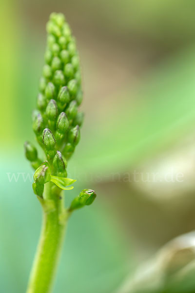 Großes Zweiblatt (Listera ovata)