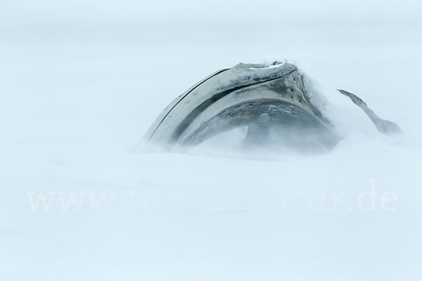 Grönlandwal (Balaena mysticetus)