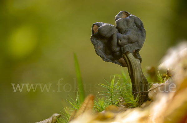 Gruben-Lorchel (Helvella lacunosa)