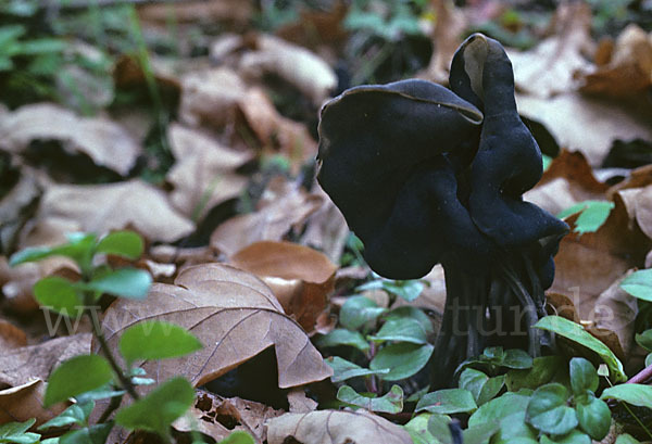 Gruben-Lorchel (Helvella lacunosa)