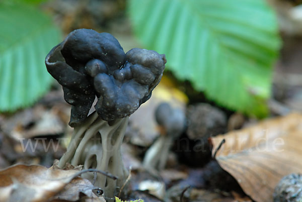 Gruben-Lorchel (Helvella lacunosa)