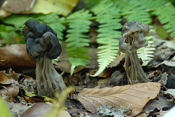 Gruben-Lorchel (Helvella lacunosa)