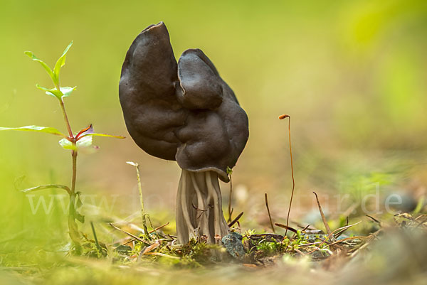 Gruben-Lorchel (Helvella lacunosa)