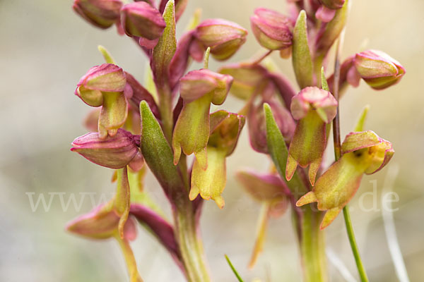 Grüne Hohlzunge (Coeloglossum viride)