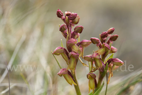 Grüne Hohlzunge (Coeloglossum viride)