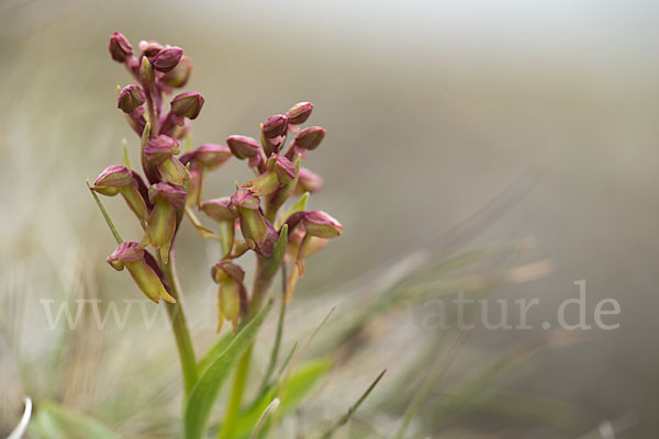 Grüne Hohlzunge (Coeloglossum viride)