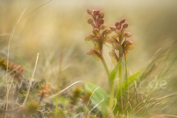 Grüne Hohlzunge (Coeloglossum viride)