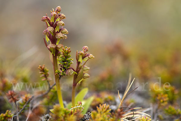 Grüne Hohlzunge (Coeloglossum viride)