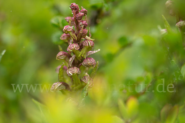 Grüne Hohlzunge (Coeloglossum viride)