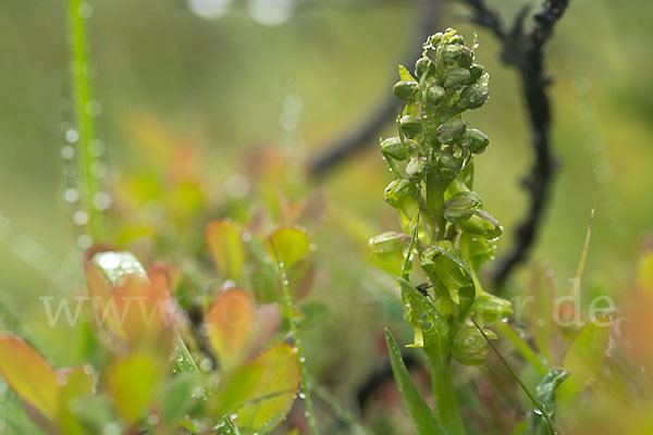 Grüne Hohlzunge (Coeloglossum viride)