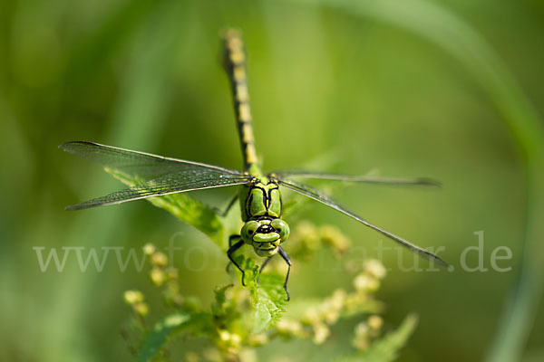 Grüne Keiljungfer (Ophiogomphus cecilia)