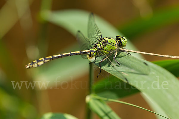 Grüne Keiljungfer (Ophiogomphus cecilia)