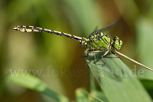 Grüne Keiljungfer (Ophiogomphus cecilia)