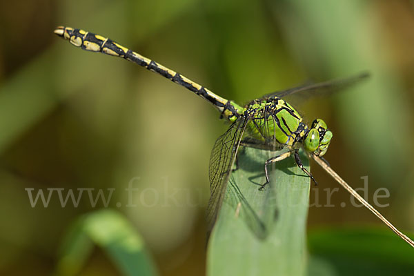 Grüne Keiljungfer (Ophiogomphus cecilia)