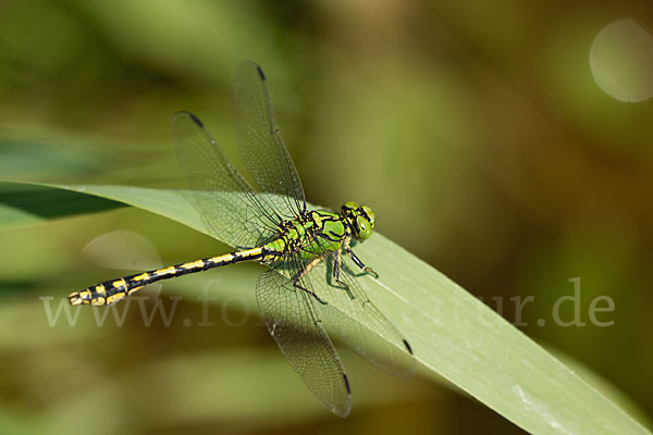 Grüne Keiljungfer (Ophiogomphus cecilia)