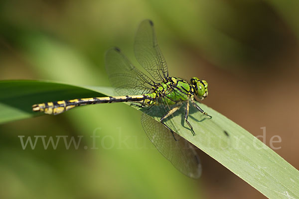 Grüne Keiljungfer (Ophiogomphus cecilia)