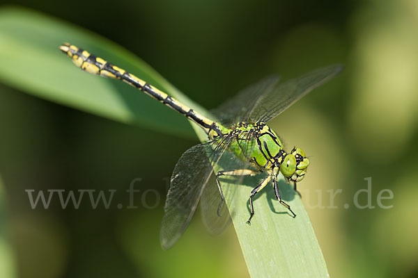 Grüne Keiljungfer (Ophiogomphus cecilia)