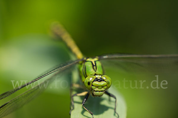 Grüne Keiljungfer (Ophiogomphus cecilia)