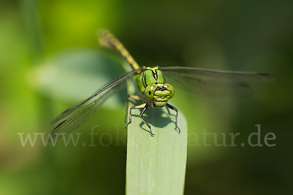 Grüne Keiljungfer (Ophiogomphus cecilia)