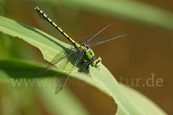 Grüne Keiljungfer (Ophiogomphus cecilia)