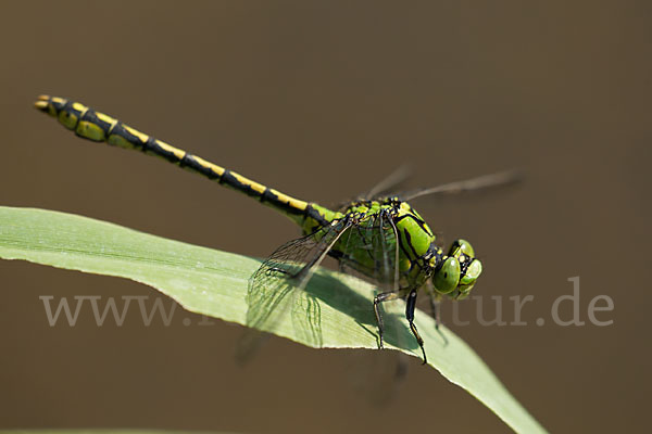 Grüne Keiljungfer (Ophiogomphus cecilia)