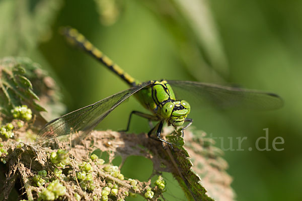 Grüne Keiljungfer (Ophiogomphus cecilia)