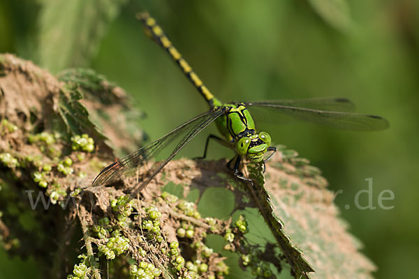 Grüne Keiljungfer (Ophiogomphus cecilia)