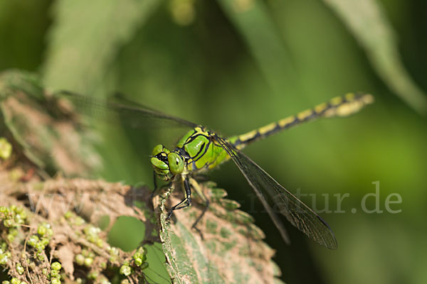 Grüne Keiljungfer (Ophiogomphus cecilia)