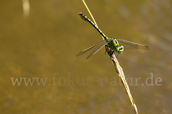 Grüne Keiljungfer (Ophiogomphus cecilia)