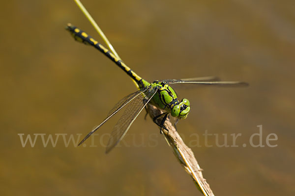 Grüne Keiljungfer (Ophiogomphus cecilia)