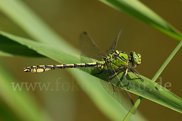 Grüne Keiljungfer (Ophiogomphus cecilia)