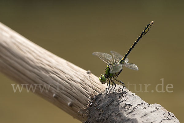 Grüne Keiljungfer (Ophiogomphus cecilia)