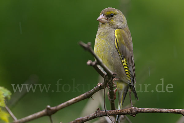 Grünfink (Carduelis chloris)