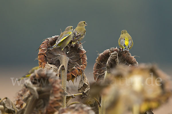 Grünfink (Carduelis chloris)