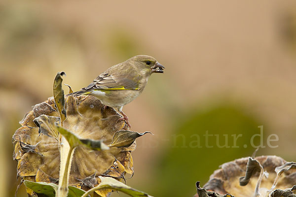 Grünfink (Carduelis chloris)